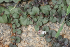 Andrographis serpyllifolia